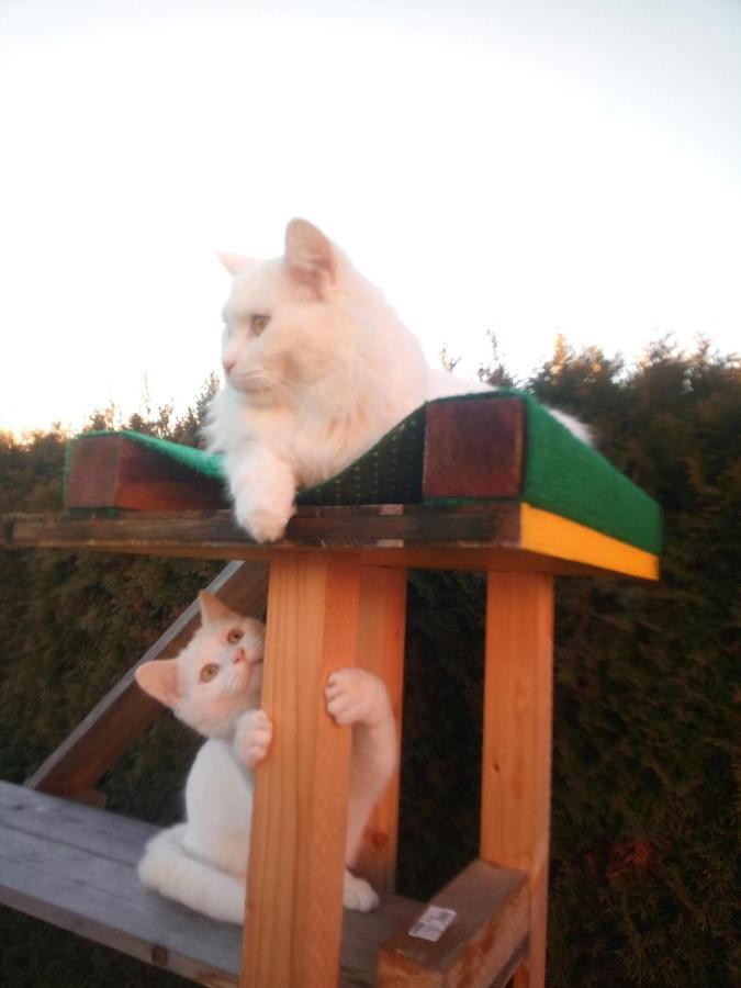 B&B Im Bitzi Zuzwil  エクステリア 写真